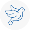 Bird Prevention Paisley